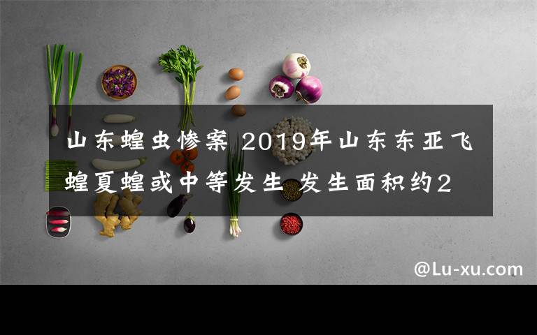 山東蝗蟲(chóng)慘案 2019年山東東亞飛蝗夏蝗或中等發(fā)生 發(fā)生面積約235萬(wàn)畝