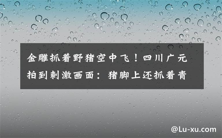 金雕抓著野豬空中飛！四川廣元拍到刺激畫面：豬腳上還抓著青菜