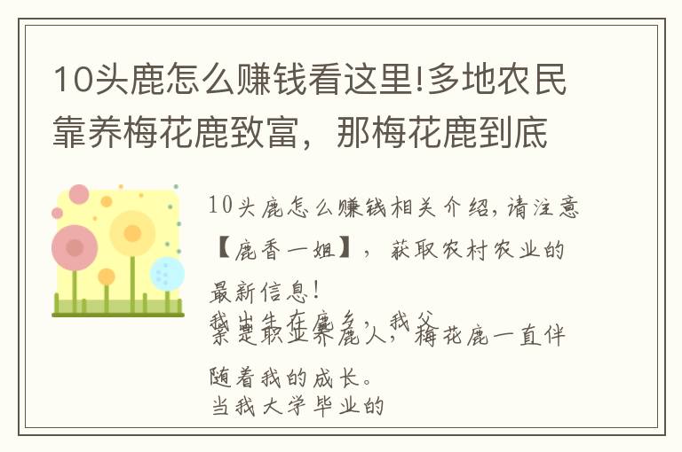 10頭鹿怎么賺錢(qián)看這里!多地農(nóng)民靠養(yǎng)梅花鹿致富，那梅花鹿到底怎么養(yǎng)最掙錢(qián)？