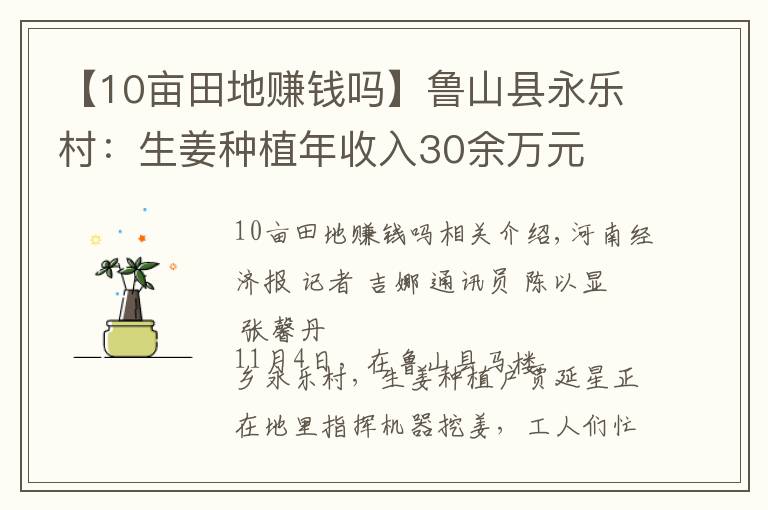 【10畝田地賺錢嗎】魯山縣永樂村：生姜種植年收入30余萬元