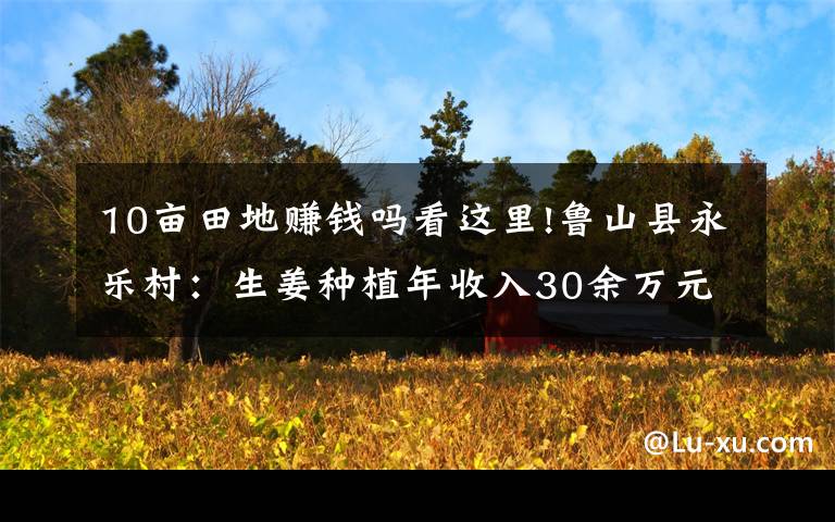 10畝田地賺錢嗎看這里!魯山縣永樂村：生姜種植年收入30余萬元