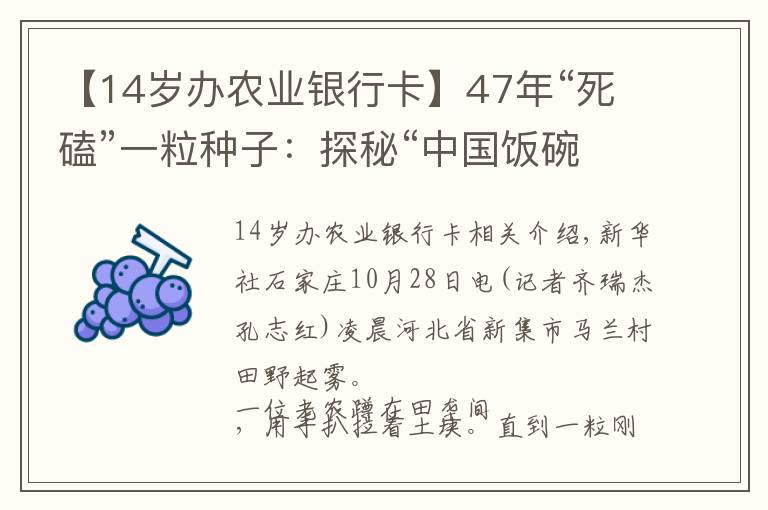 【14歲辦農(nóng)業(yè)銀行卡】47年“死磕”一粒種子：探秘“中國飯碗”背后的小麥育種人