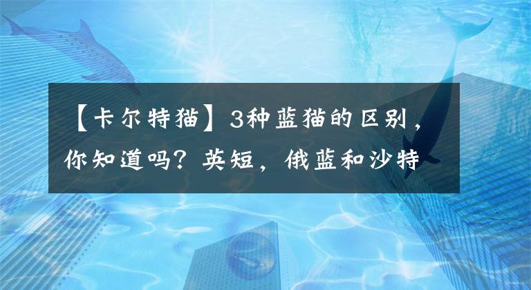 【卡爾特貓】3種藍(lán)貓的區(qū)別，你知道嗎？英短，俄藍(lán)和沙特爾貓