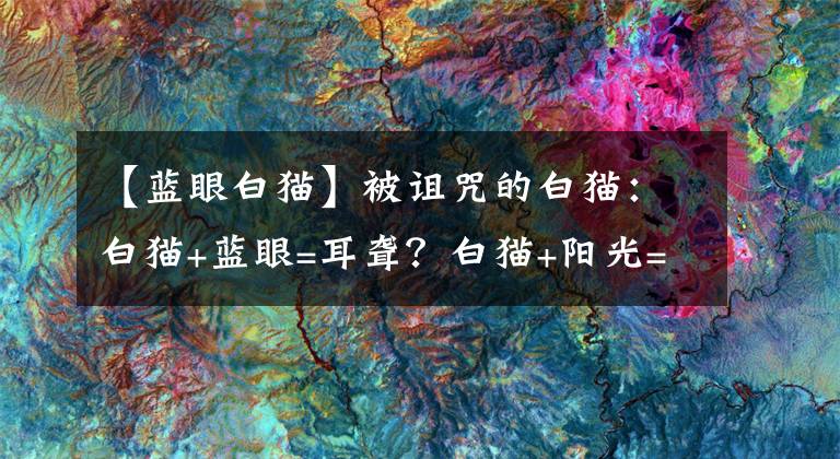 【藍眼白貓】被詛咒的白貓：白貓+藍眼=耳聾？白貓+陽光=癌？