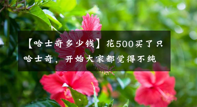 【哈士奇多少錢】花500買了只哈士奇，開始大家都覺得不純，但睡著了以后...