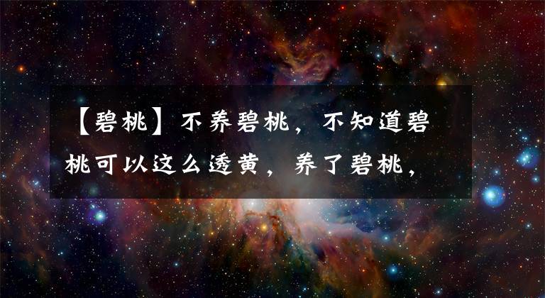 【碧桃】不養(yǎng)碧桃，不知道碧桃可以這么透黃，養(yǎng)了碧桃，才知道碧桃這么美