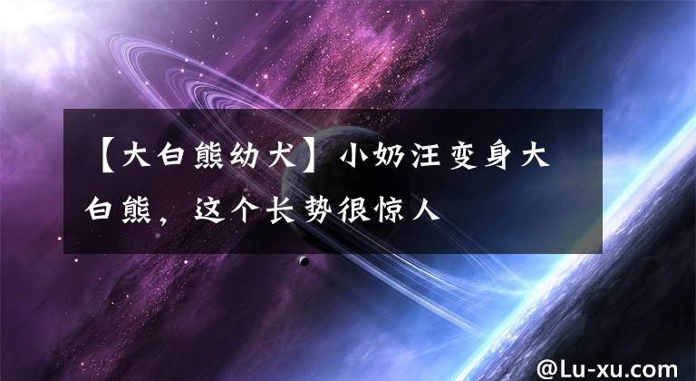 【大白熊幼犬】小奶汪變身大白熊，這個(gè)長(zhǎng)勢(shì)很驚人