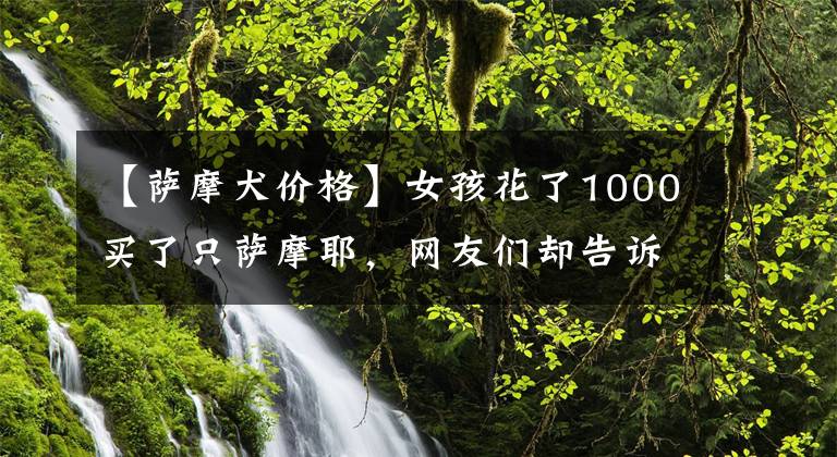 【薩摩犬價(jià)格】女孩花了1000買了只薩摩耶，網(wǎng)友們卻告訴她，這狗一百都不值