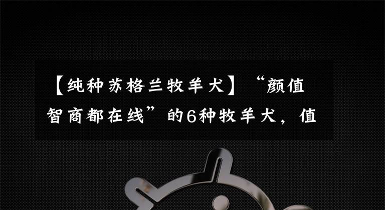 【純種蘇格蘭牧羊犬】“顏值智商都在線”的6種牧羊犬，值得你飼養(yǎng)