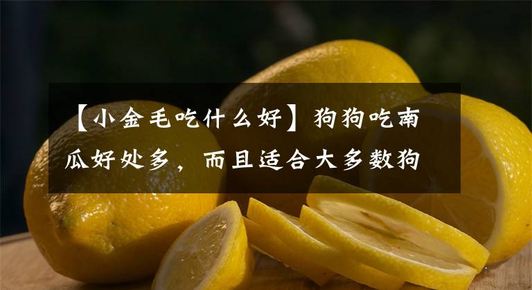 【小金毛吃什么好】狗狗吃南瓜好處多，而且適合大多數(shù)狗狗吃，做法還很簡單