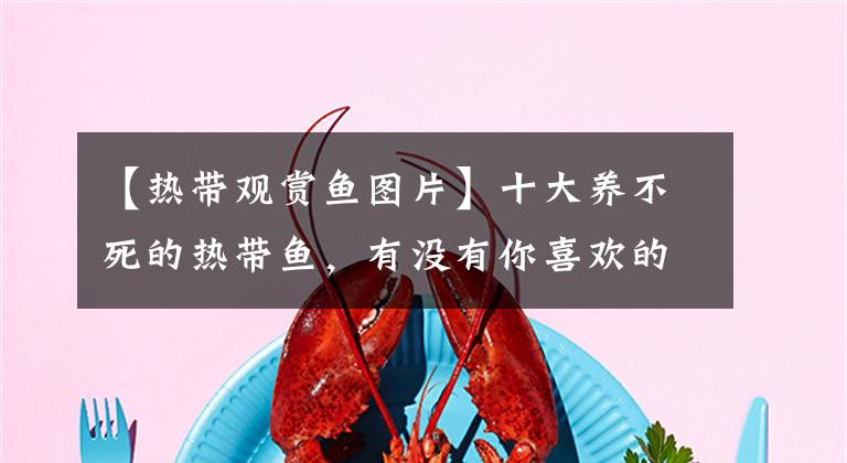 【熱帶觀賞魚圖片】十大養(yǎng)不死的熱帶魚，有沒有你喜歡的種類？