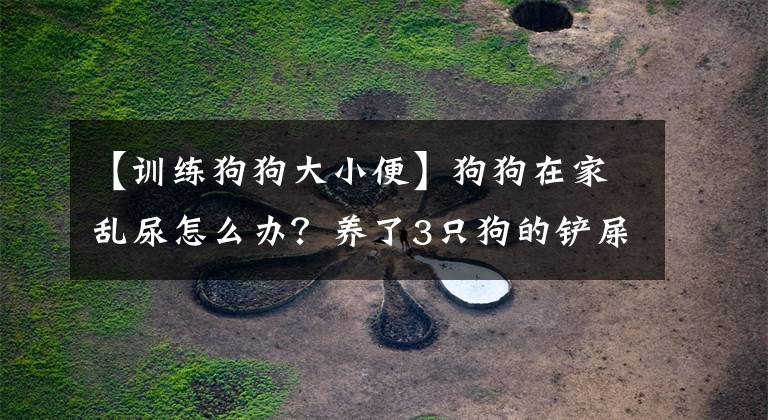 【訓練狗狗大小便】狗狗在家亂尿怎么辦？養(yǎng)了3只狗的鏟屎官來教你，包你一學就會