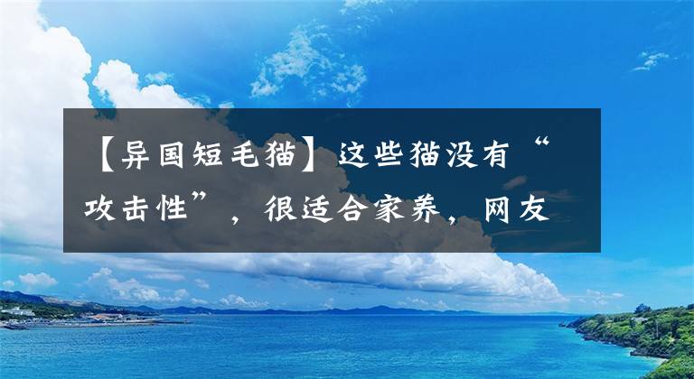 【異國短毛貓】這些貓沒有“攻擊性”，很適合家養(yǎng)，網(wǎng)友：養(yǎng)了就不想換貓了