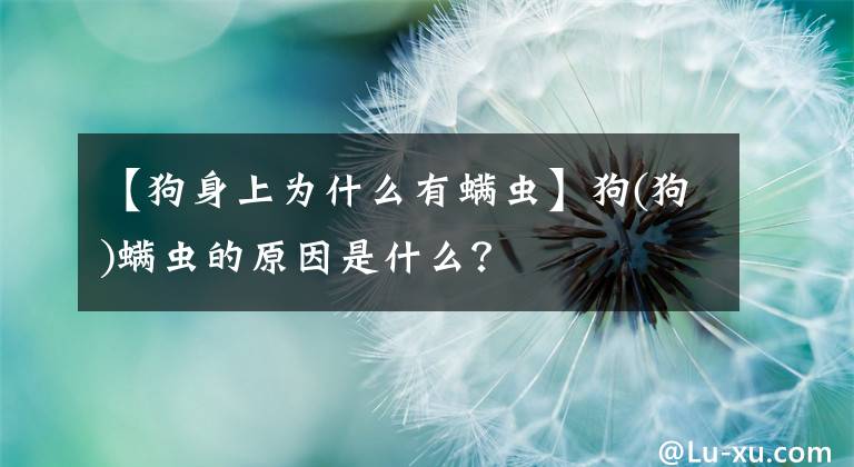 【狗身上為什么有螨蟲(chóng)】狗(狗)螨蟲(chóng)的原因是什么？