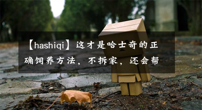 【hashiqi】這才是哈士奇的正確飼養(yǎng)方法，不拆家，還會幫主人干活