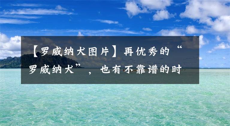 【羅威納犬圖片】再優(yōu)秀的“羅威納犬”，也有不靠譜的時候，飼養(yǎng)前要考慮清楚