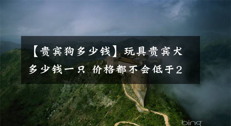 【貴賓狗多少錢】玩具貴賓犬多少錢一只 價格都不會低于2000元