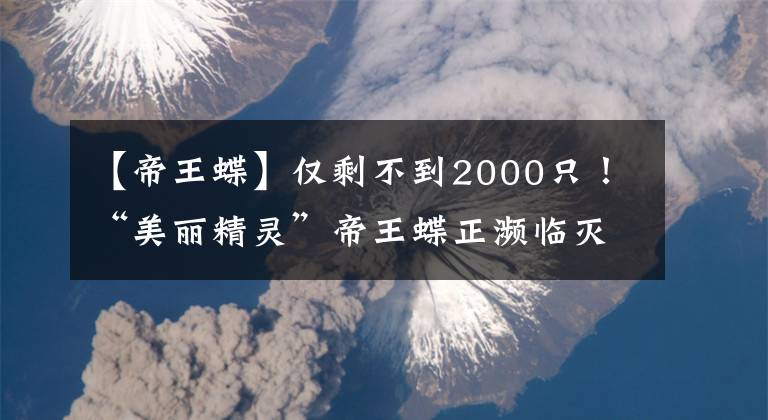 【帝王蝶】?jī)H剩不到2000只！“美麗精靈”帝王蝶正瀕臨滅絕