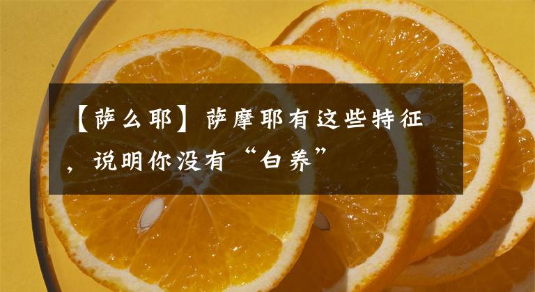 【薩么耶】薩摩耶有這些特征，說明你沒有“白養(yǎng)”