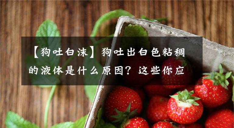 【狗吐白沫】狗吐出白色粘稠的液體是什么原因？這些你應(yīng)該知道