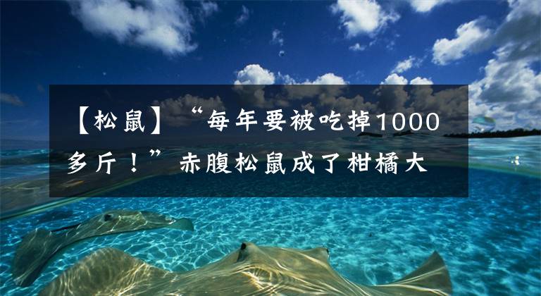 【松鼠】“每年要被吃掉1000多斤！”赤腹松鼠成了柑橘大盜，“人鼠矛盾”如何化解？