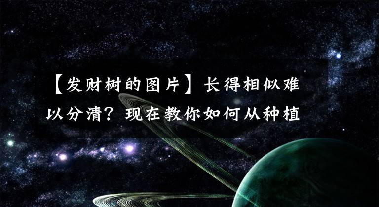 【發(fā)財(cái)樹的圖片】長得相似難以分清？現(xiàn)在教你如何從種植技巧分清發(fā)財(cái)樹和大葉傘！