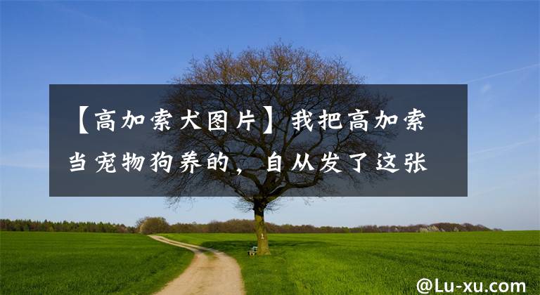 【高加索犬圖片】我把高加索當(dāng)寵物狗養(yǎng)的，自從發(fā)了這張坐姿照，都建議我不要養(yǎng)了