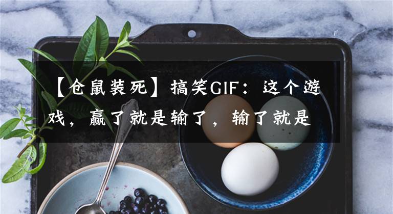 【倉鼠裝死】搞笑GIF：這個(gè)游戲，贏了就是輸了，輸了就是贏了