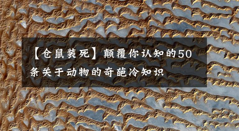 【倉鼠裝死】顛覆你認(rèn)知的50條關(guān)于動(dòng)物的奇葩冷知識