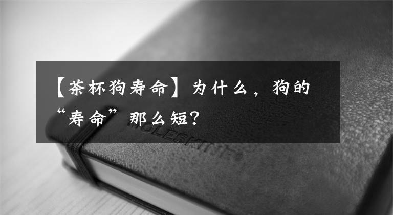 【茶杯狗壽命】為什么，狗的“壽命”那么短？