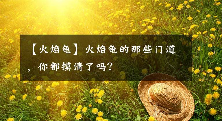 【火焰龜】火焰龜的那些門道，你都摸清了嗎？