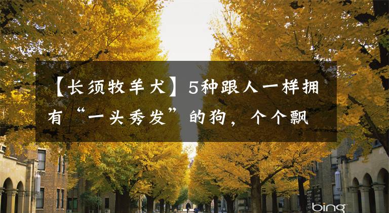 【長(zhǎng)須牧羊犬】5種跟人一樣擁有“一頭秀發(fā)”的狗，個(gè)個(gè)飄逸如仙