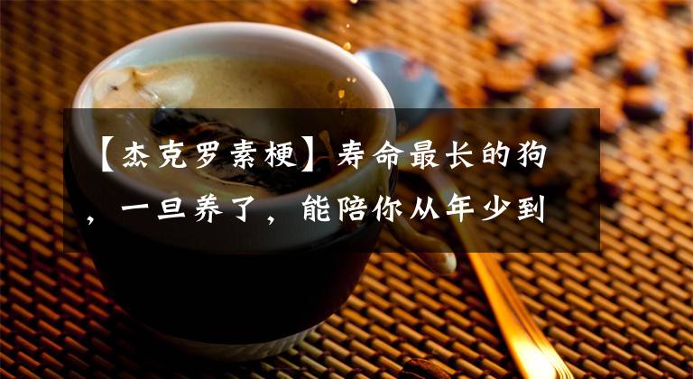 【杰克羅素?！繅勖铋L(zhǎng)的狗，一旦養(yǎng)了，能陪你從年少到結(jié)婚