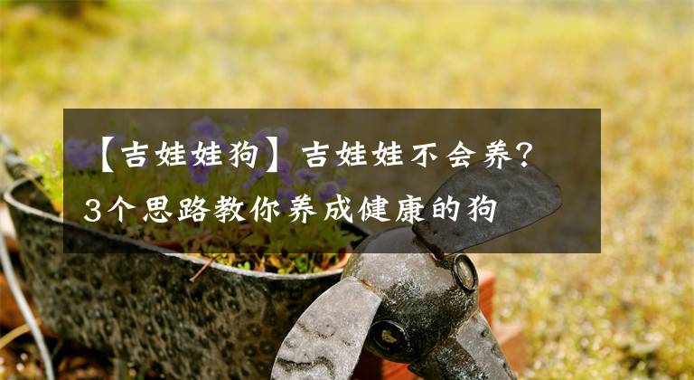 【吉娃娃狗】吉娃娃不會養(yǎng)？3個思路教你養(yǎng)成健康的狗