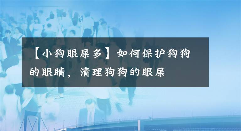 【小狗眼屎多】如何保護狗狗的眼睛，清理狗狗的眼屎