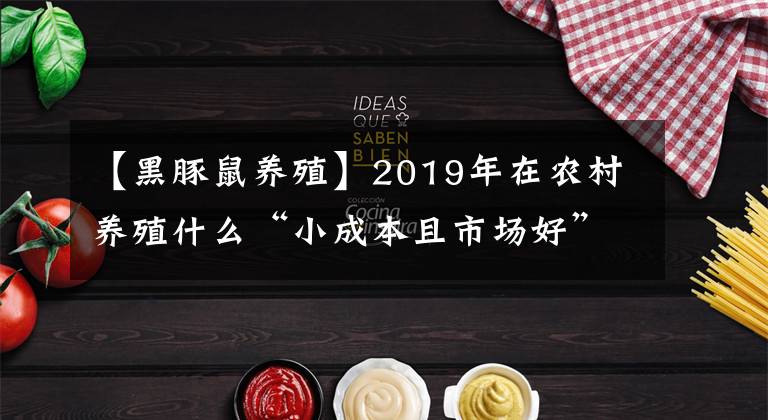 【黑豚鼠養(yǎng)殖】2019年在農(nóng)村養(yǎng)殖什么“小成本且市場(chǎng)好”？專家：這3種項(xiàng)目不錯(cuò)