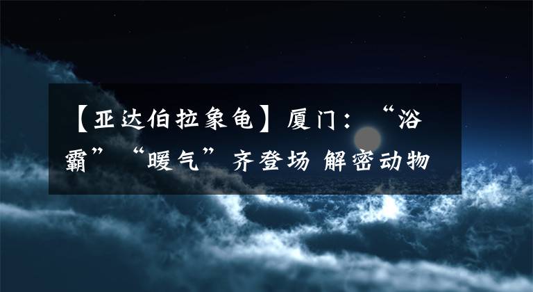 【亞達(dá)伯拉象龜】廈門：“浴霸”“暖氣”齊登場(chǎng) 解密動(dòng)物園的過冬秘訣