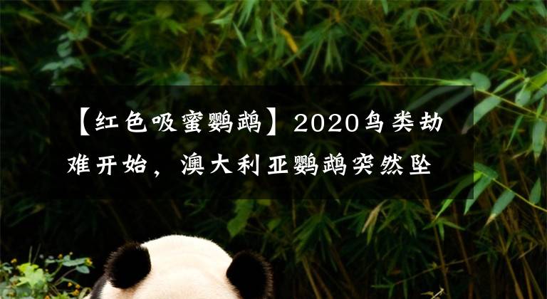 【紅色吸蜜鸚鵡】2020鳥類劫難開始，澳大利亞鸚鵡突然墜亡，專家：通過社交傳播！