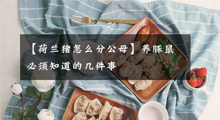 【荷蘭豬怎么分公母】養(yǎng)豚鼠必須知道的幾件事