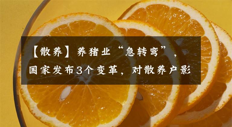 【散養(yǎng)】養(yǎng)豬業(yè)“急轉(zhuǎn)彎”，國(guó)家發(fā)布3個(gè)變革，對(duì)散養(yǎng)戶影響大，都變了啥