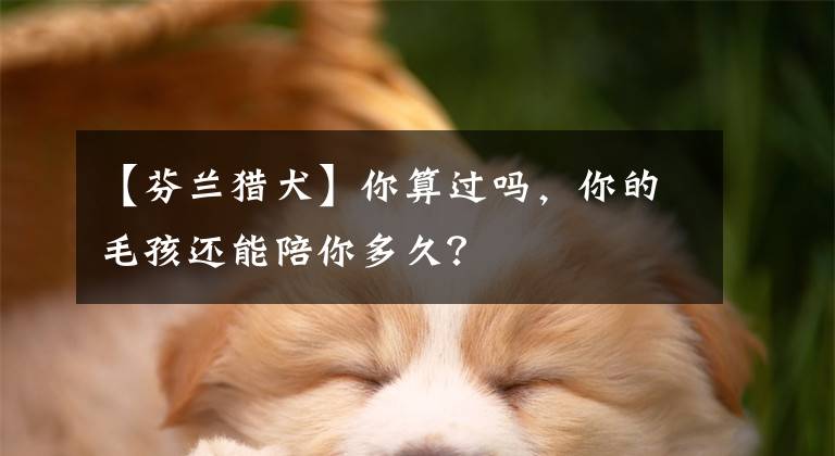 【芬蘭獵犬】你算過嗎，你的毛孩還能陪你多久？