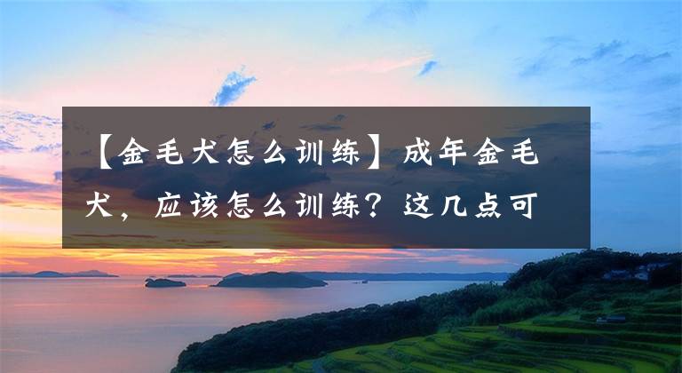 【金毛犬怎么訓練】成年金毛犬，應該怎么訓練？這幾點可以幫助主人更好的馴服它