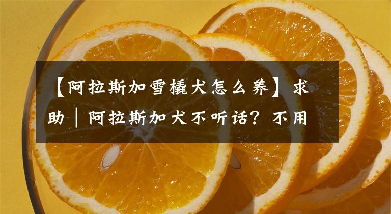 【阿拉斯加雪橇犬怎么養(yǎng)】求助｜阿拉斯加犬不聽(tīng)話？不用找訓(xùn)犬師，掌握這4種訓(xùn)練方法就夠了