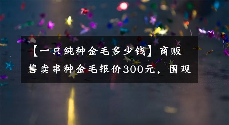 【一只純種金毛多少錢】商販售賣串種金毛報價300元，圍觀者眾多卻無人購買！