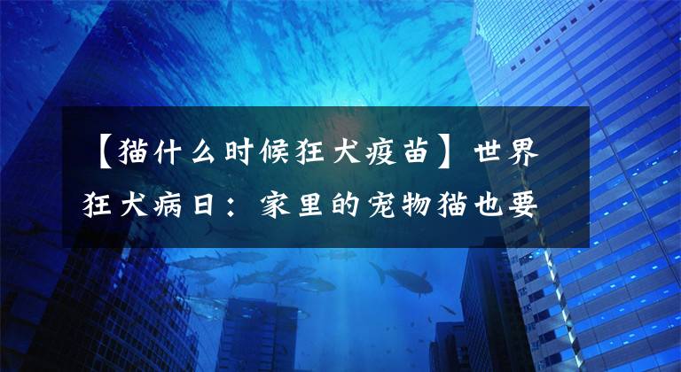 【貓什么時候狂犬疫苗】世界狂犬病日：家里的寵物貓也要打狂犬病疫苗