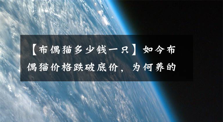 【布偶貓多少錢一只】如今布偶貓價格跌破底價，為何養(yǎng)的人反而越來越少了？