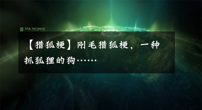 【獵狐?！縿偯C狐梗，一種抓狐貍的狗……