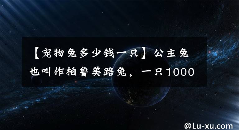 【寵物兔多少錢一只】公主兔也叫作柏魯美路兔，一只1000塊(最好養(yǎng)的兔子