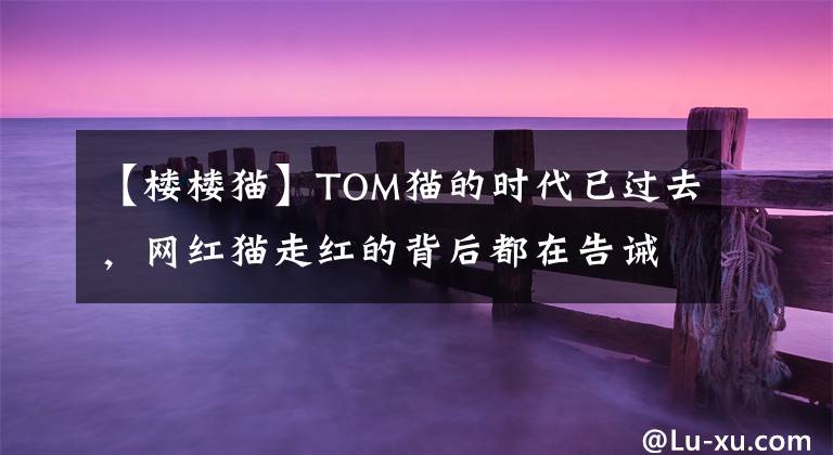 【樓樓貓】TOM貓的時代已過去，網(wǎng)紅貓走紅的背后都在告誡你不如云養(yǎng)貓