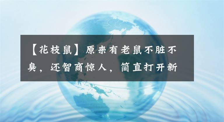 【花枝鼠】原來有老鼠不臟不臭，還智商驚人，簡(jiǎn)直打開新世界大門